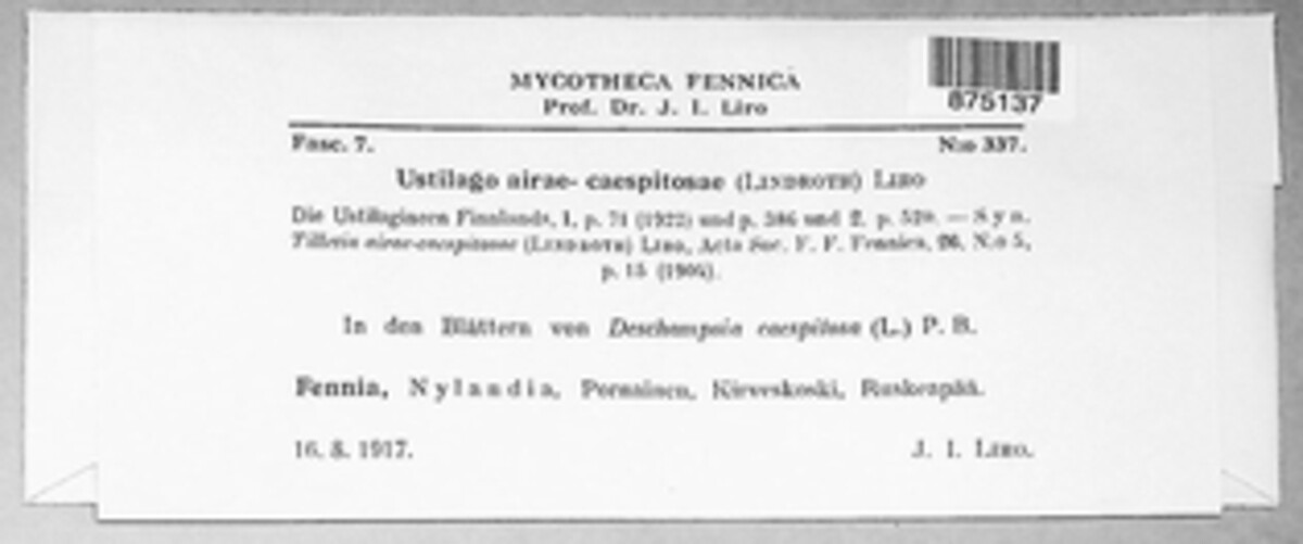 Ustilago airae-caespitosae image